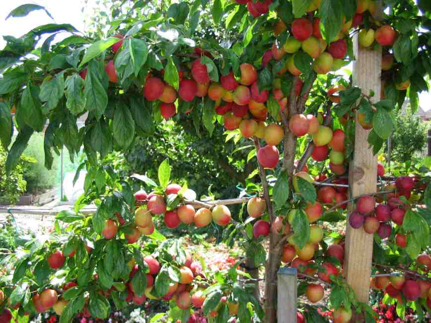 Beauty plum fruit tree