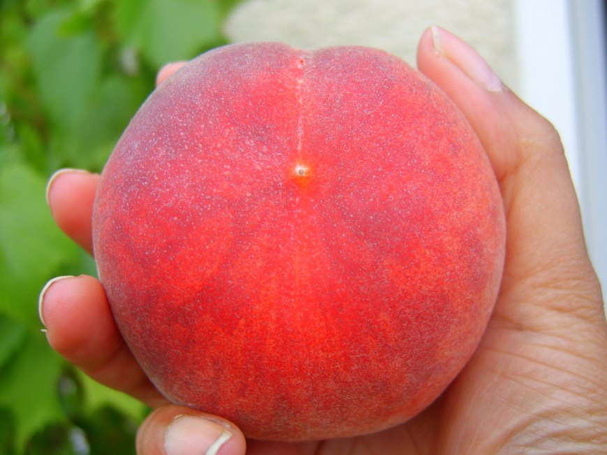 huge peach from my garden
