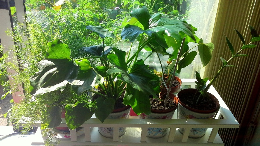 houseplants on ikea plant stand